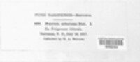 Puccinia subnitens image